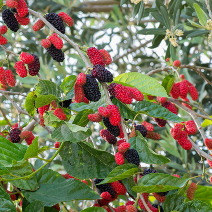 Indian Black Mulberry Fruit Plant