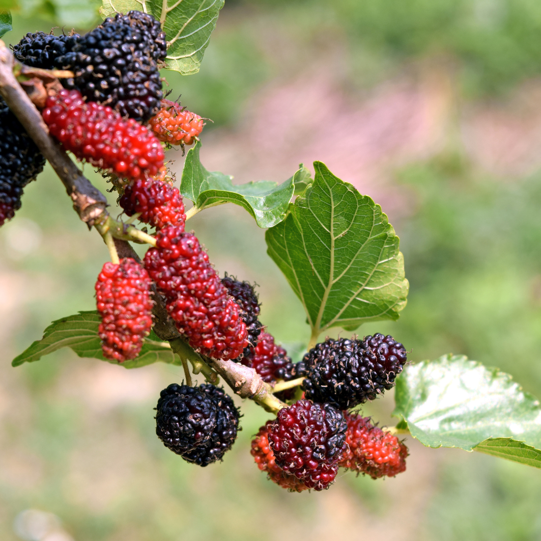Indian Black Mulberry Fruit Plant