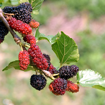 Indian Black Mulberry Fruit Plant