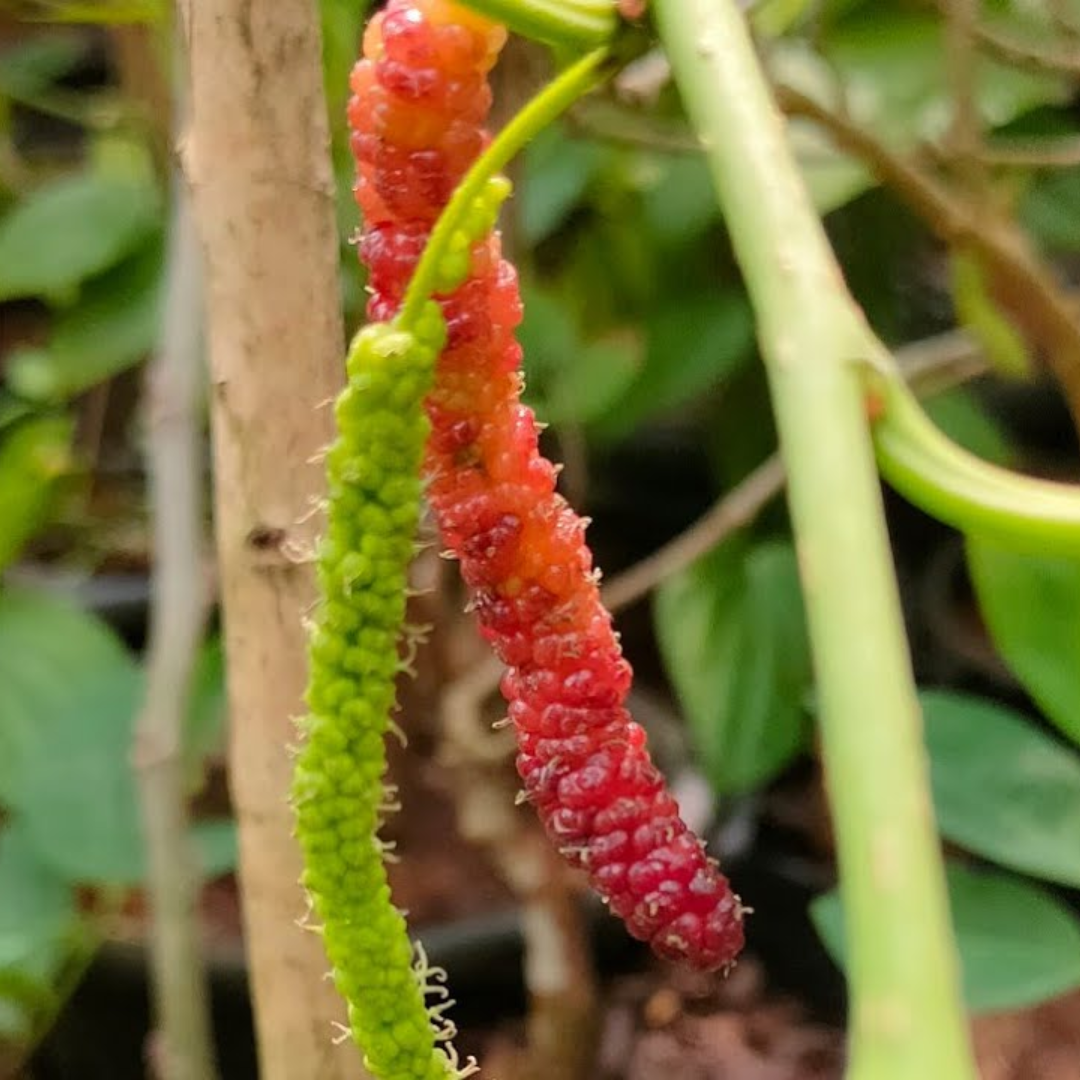 Brazilian Long Mulberry Fruit Plant