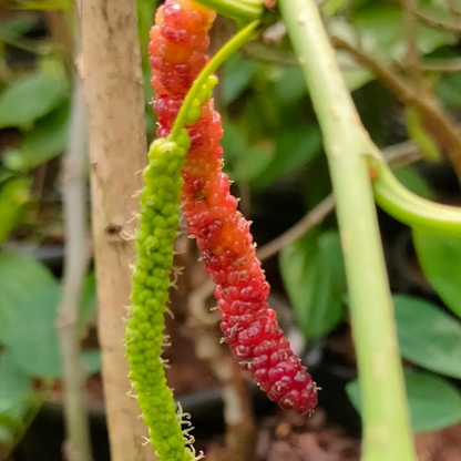 Brazilian Long Mulberry Fruit Plant