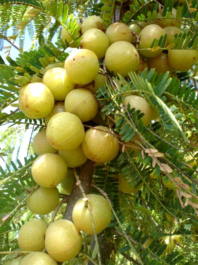 Indian Gooseberry Amla Fruit Plant