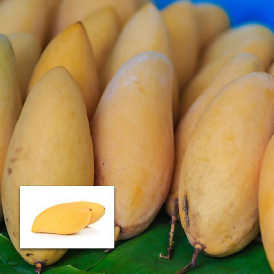 Golden Nam Doc Mai Mango Fruit Plant