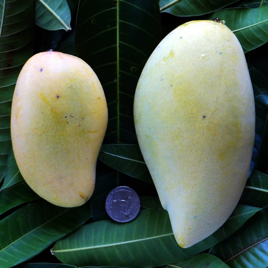 White Nam Doc Mai Mango Fruit Plant