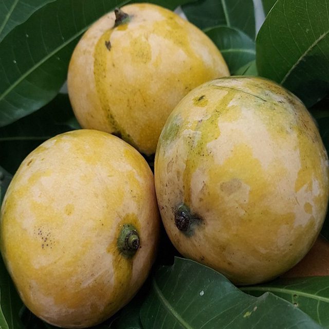Neelam Mango Fruit Plant