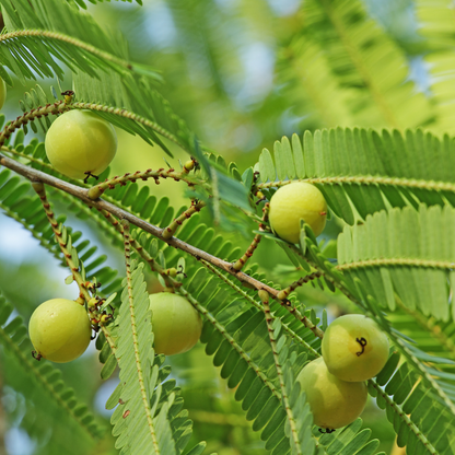 Indian Gooseberry Amla Fruit Plant