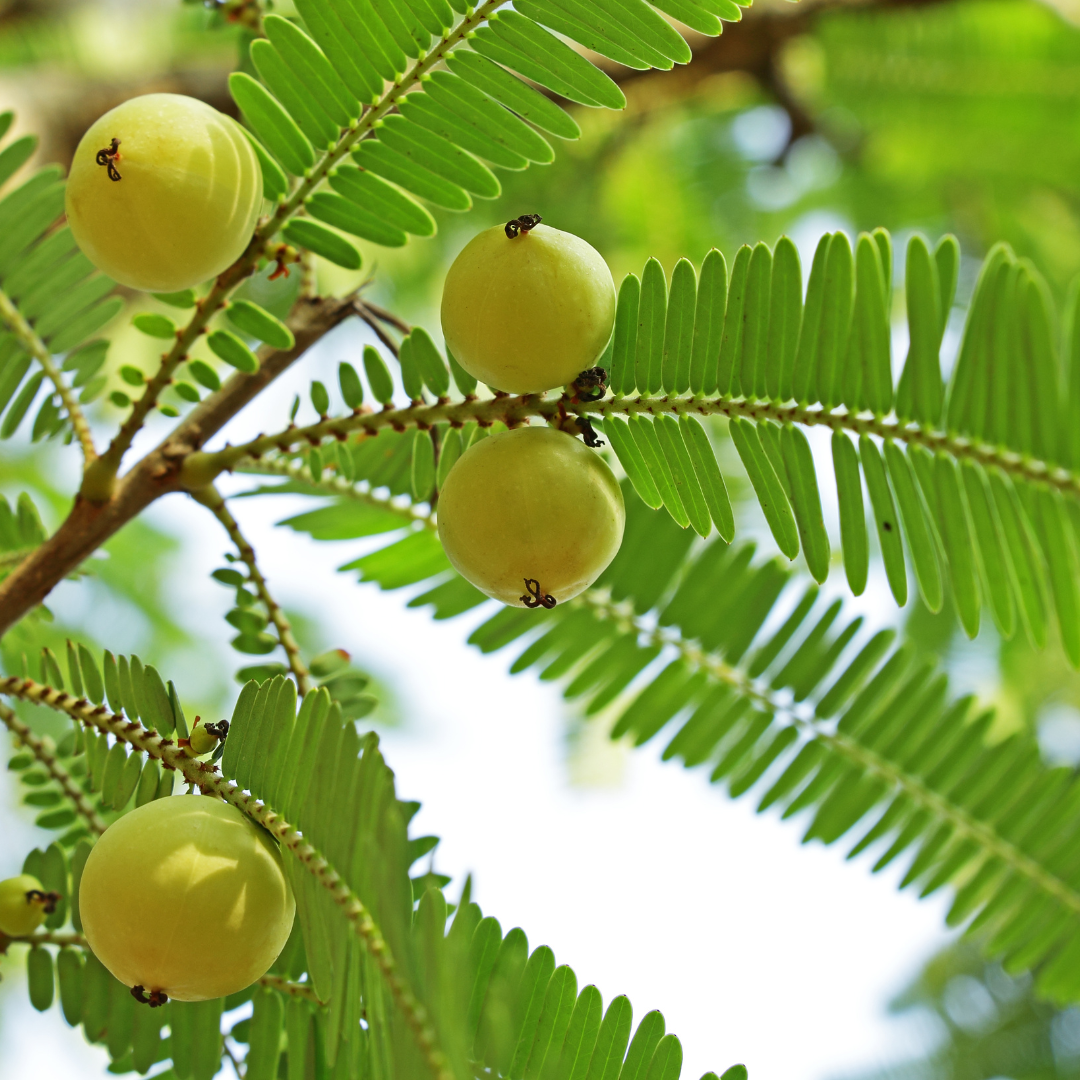 Indian Gooseberry Amla Fruit Plant