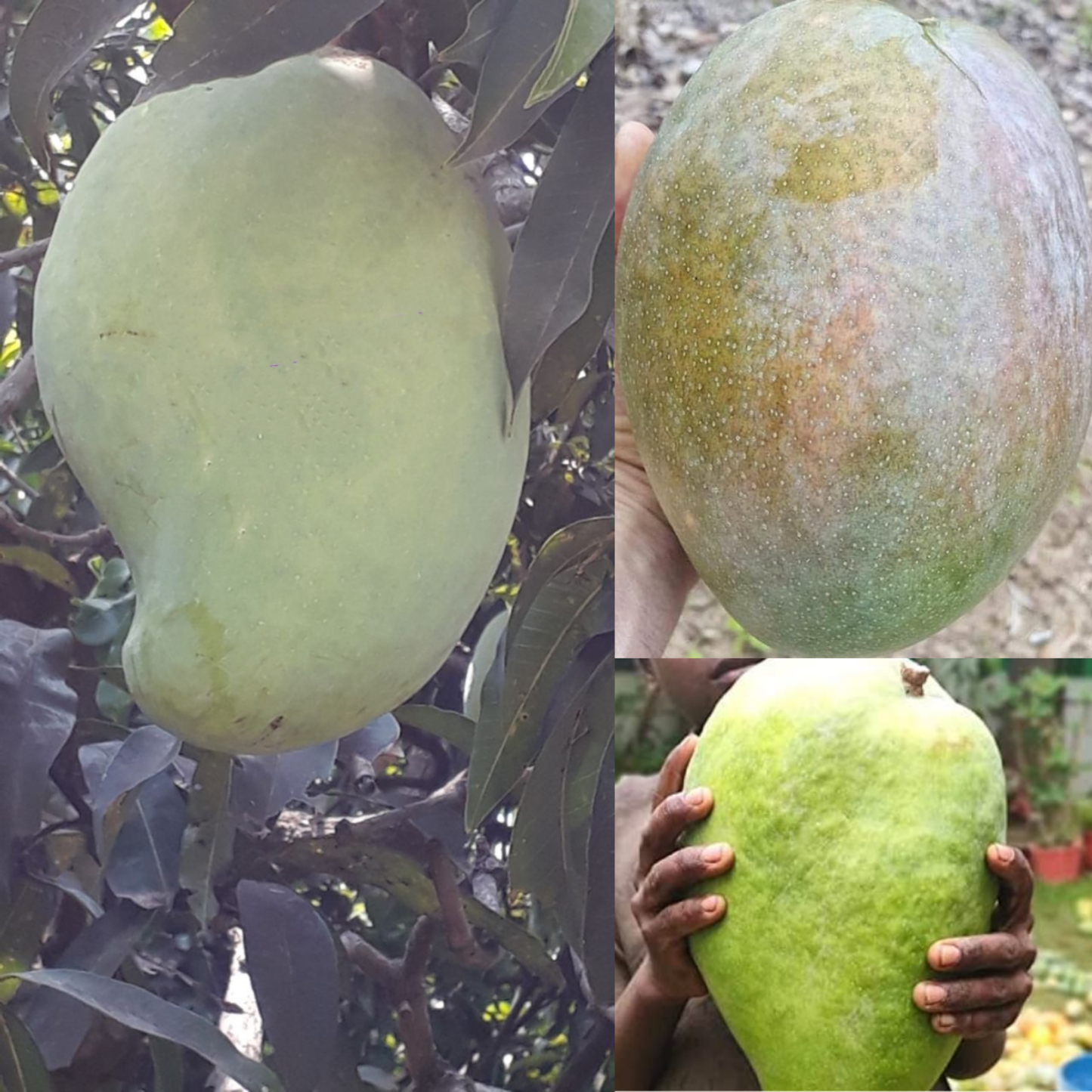 Noorjahan Mango Fruit Plant