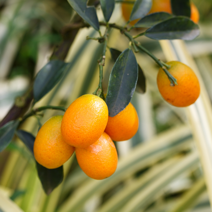 Israel Kumquat Orange Plant