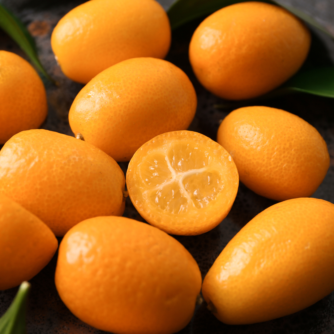 Israel Kumquat Orange Plant