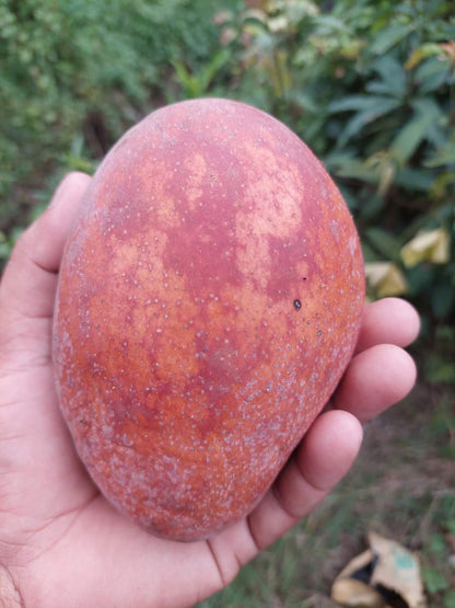 Osteen Mango Fruit Plant