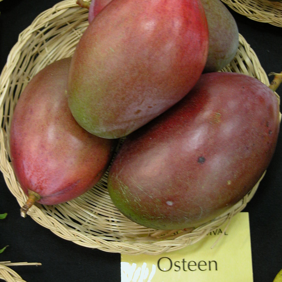 Osteen Mango Fruit Plant