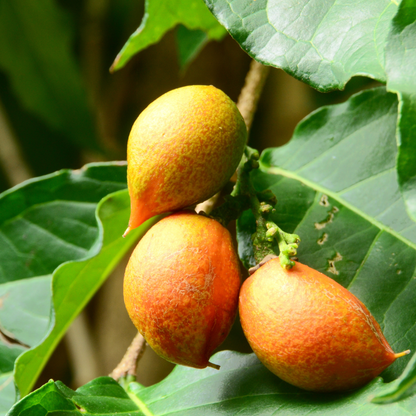 Peanut Butter Tree Fruit Plant