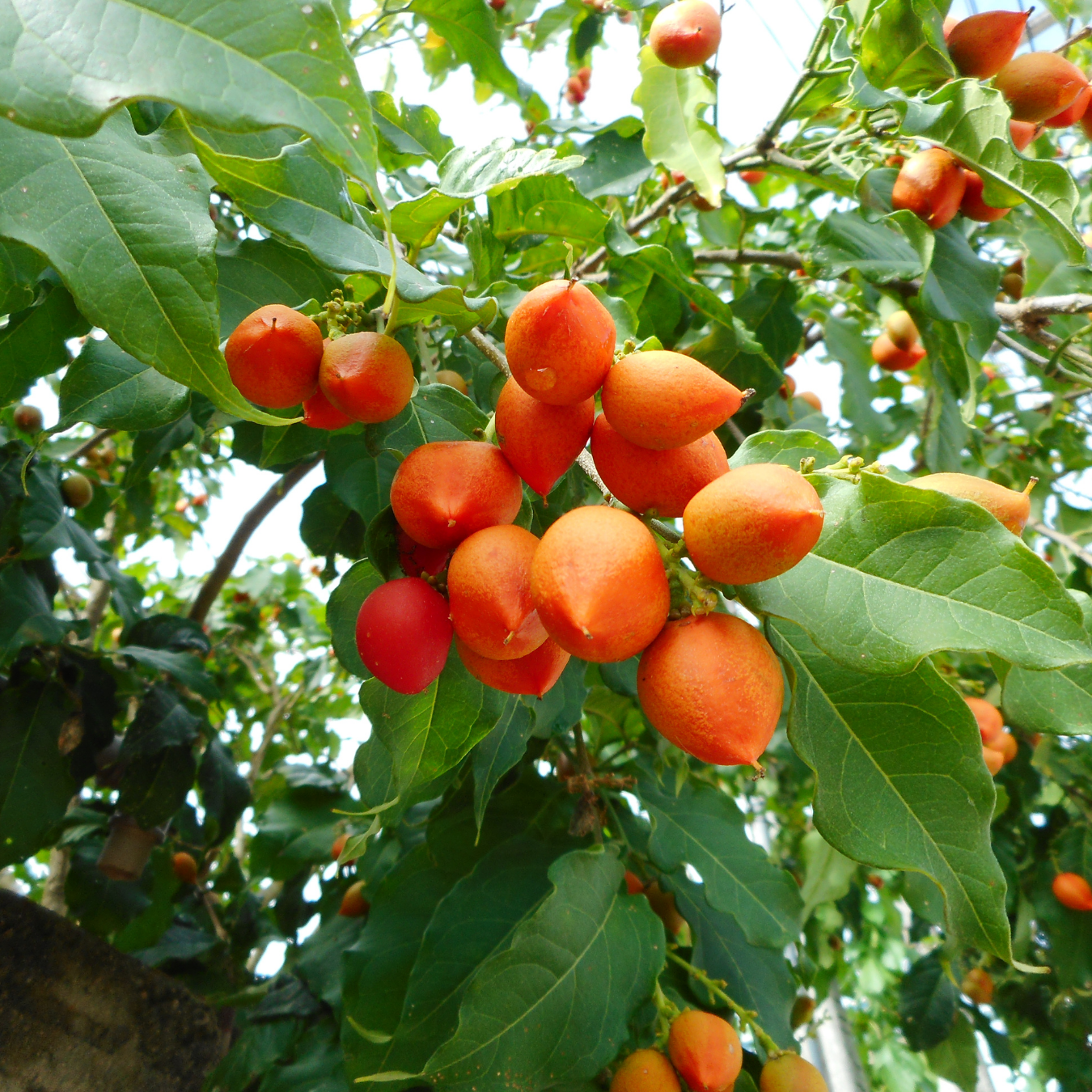 Peanut Butter Tree Fruit Plant