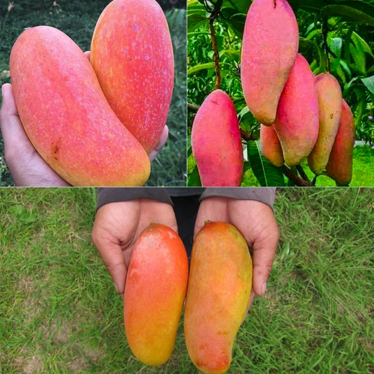 Pink Banana Mango Fruit Plant