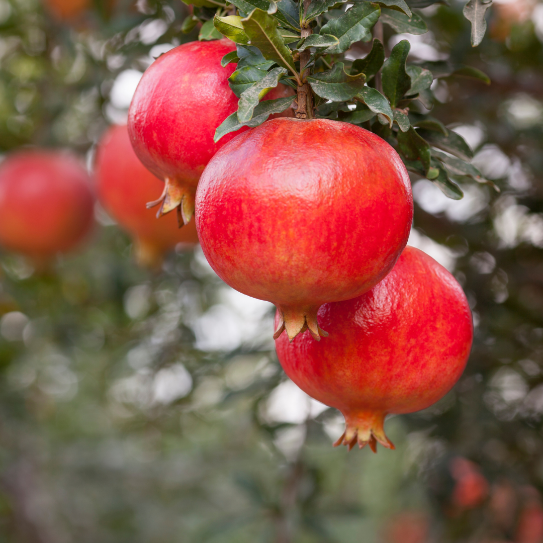 Red Pomegranate Fruit Plant