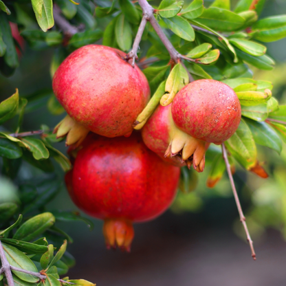 Red Pomegranate Fruit Plant