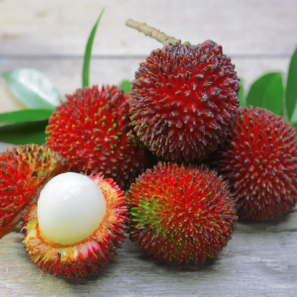 Red Pulasan Fruit Plant