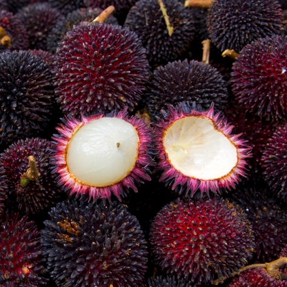 Red Pulasan Fruit Plant