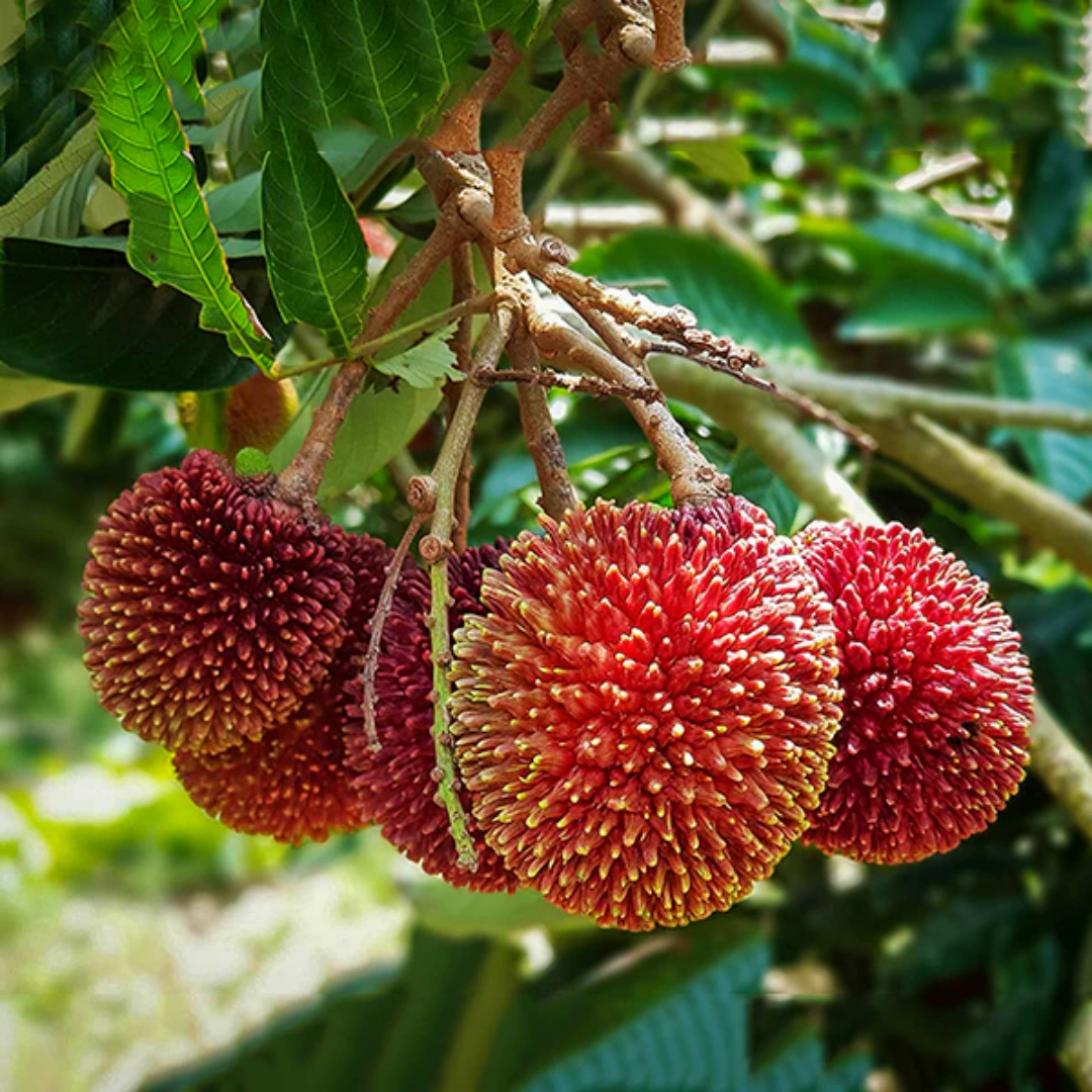 Red Pulasan Fruit Plant