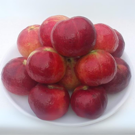 Punjab Red Apple Guava Fruit Plant