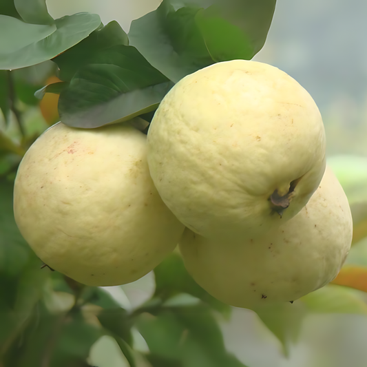 Punjab Safeda Guava Fruit Plant