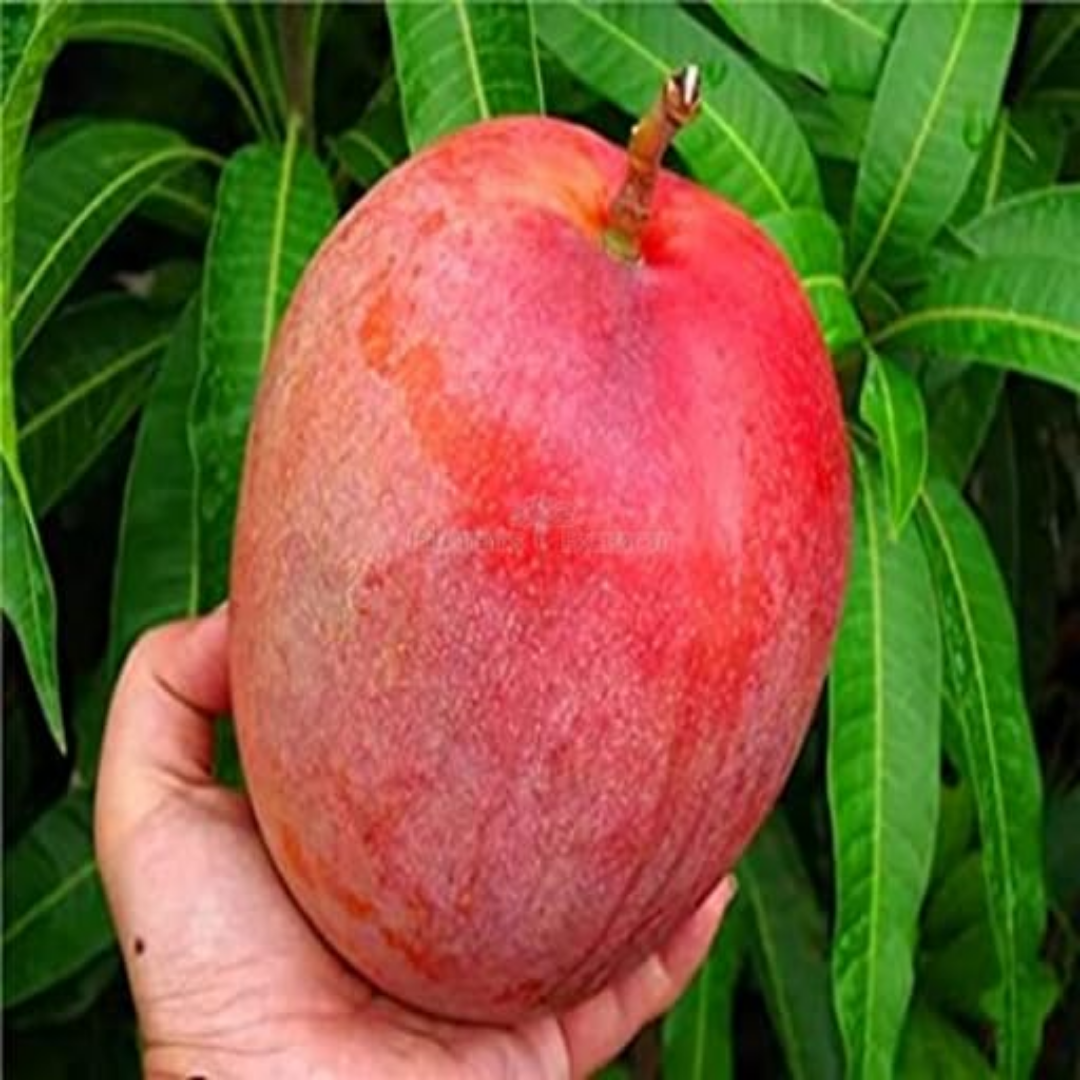 R2E2 Mango Fruit Plant