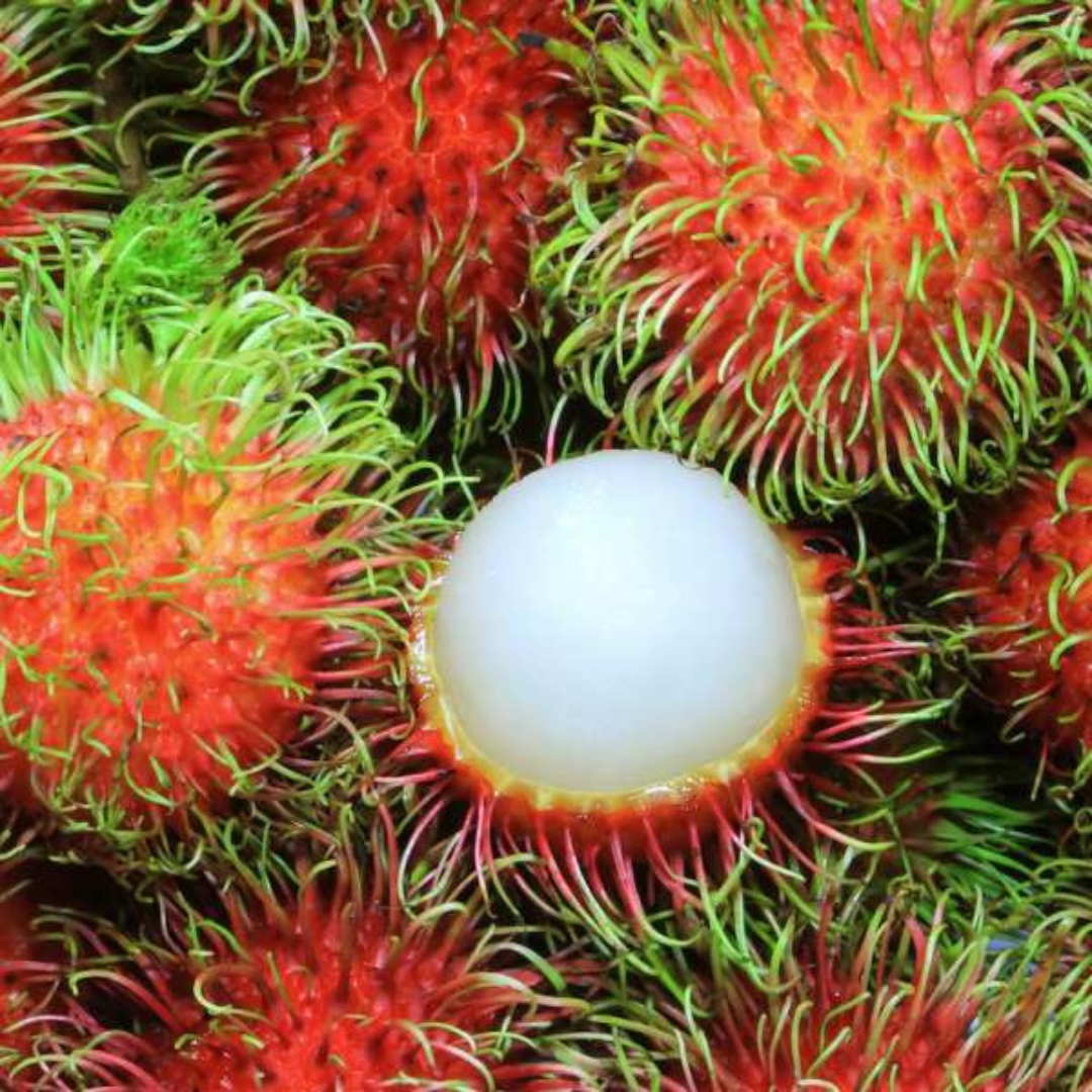 Binjai Rambutan Fruit Plant