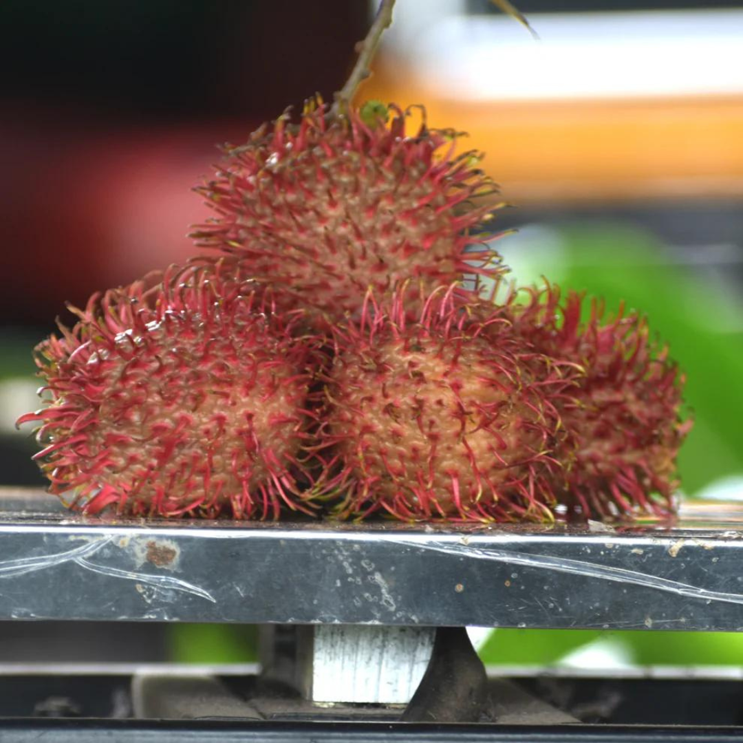 Caesar Rambutan Fruit Plant