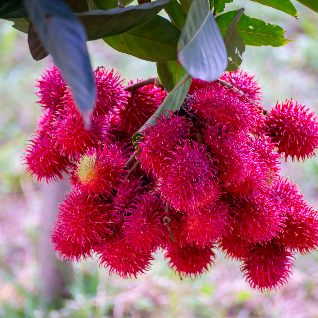 King Rambutan Fruit Plant
