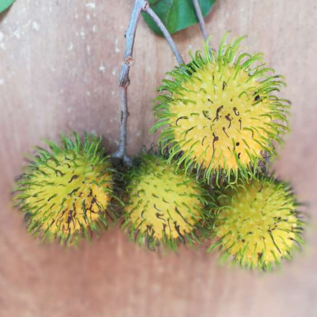 Muar Gading Rambutan Fruit Plant