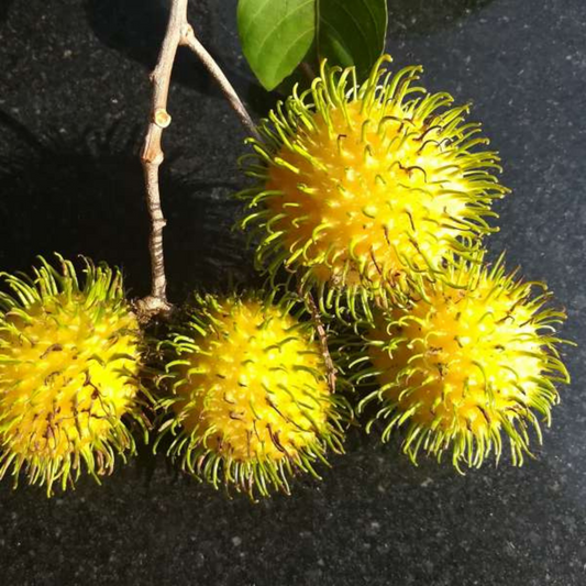 Muar Gading Rambutan Fruit Plant