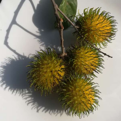 Muar Gading Rambutan Fruit Plant