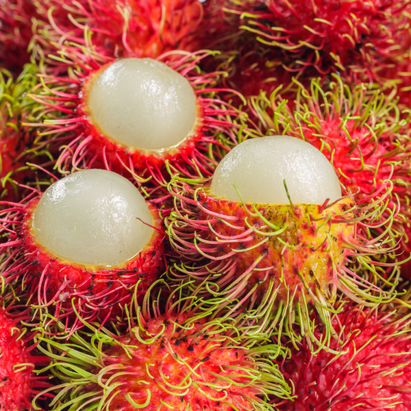 N18 Rambutan Fruit Plant – BeauFlora