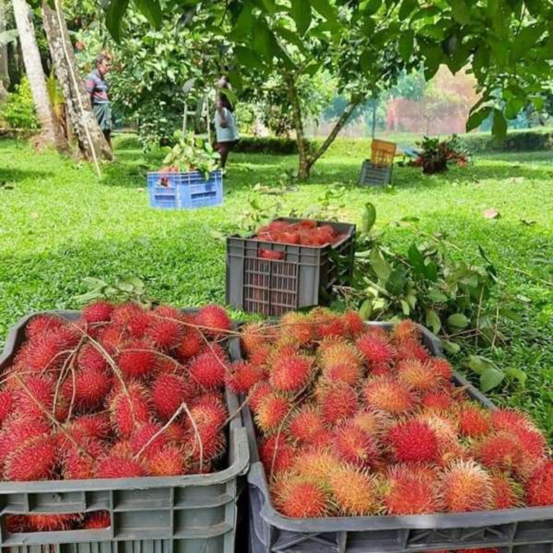 N18 Rambutan Fruit Plant