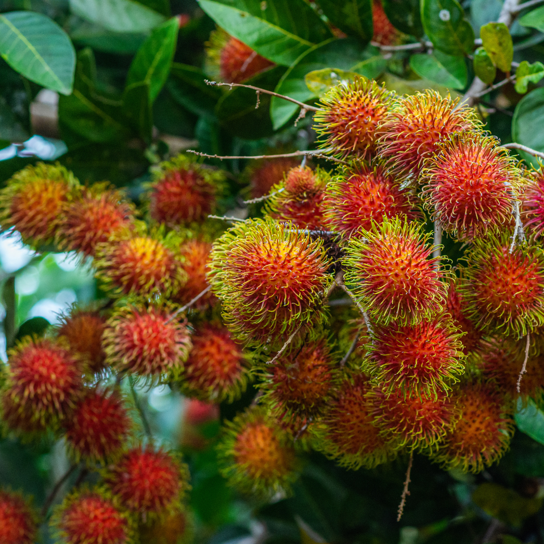 N18 Rambutan Plant