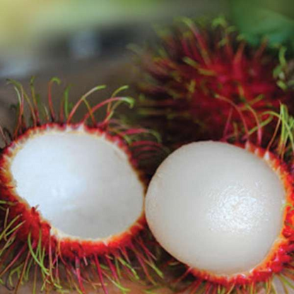 School Boy Rambutan Fruit Plant