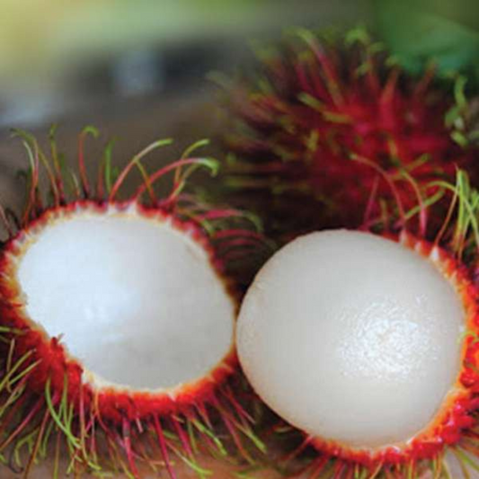 School Boy Rambutan Fruit Plant