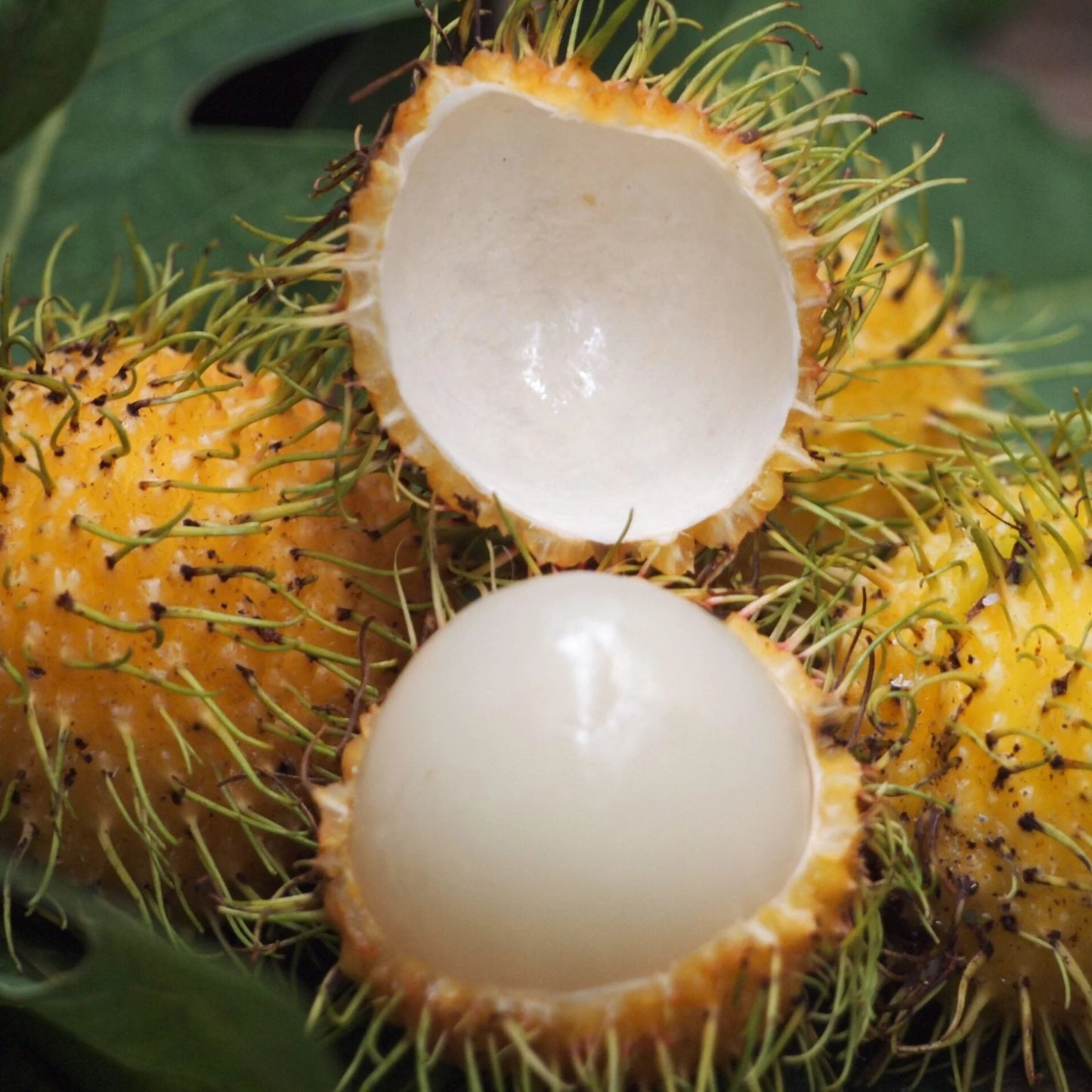 E35 Yellow Rambutan Fruit Plant