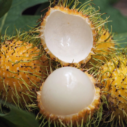 E35 Yellow Rambutan Fruit Plant