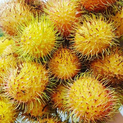 E35 Yellow Rambutan Fruit Plant