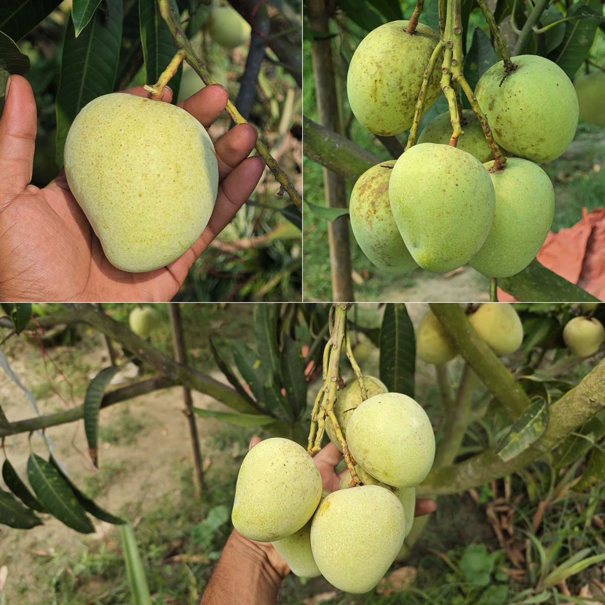 Flora Ana Rani Rani Pasanth Mango Fruit Plant – BeauFlora
