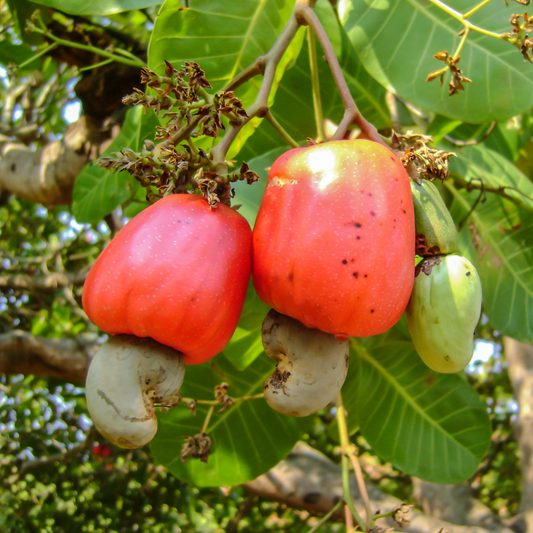 Red Cashew Apple Plant