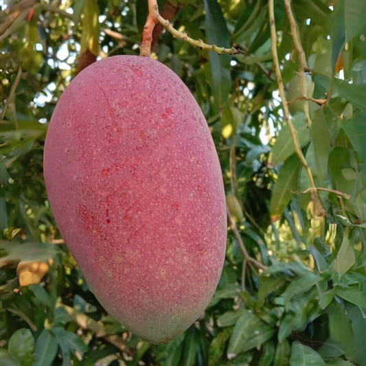 Red Emperor Mango Fruit Plant
