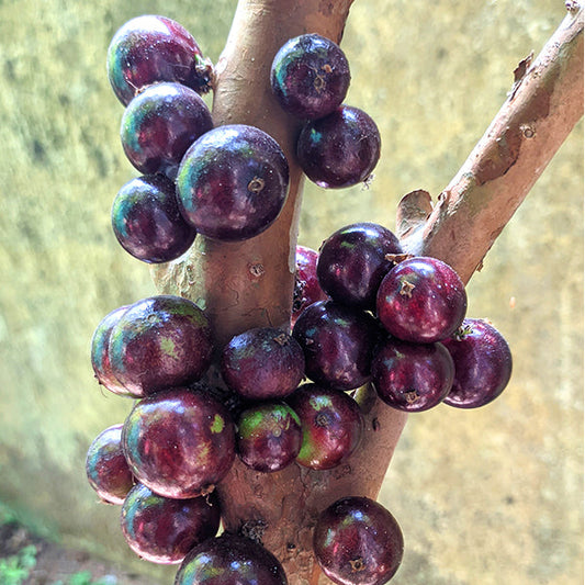 Red Hybrid Jaboticaba Fruit Plant