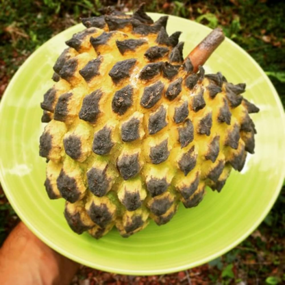 Rollinia deliciosa Fruit Plant