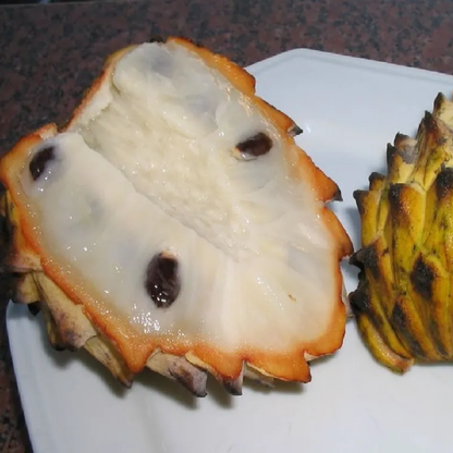 Rollinia deliciosa Fruit Plant