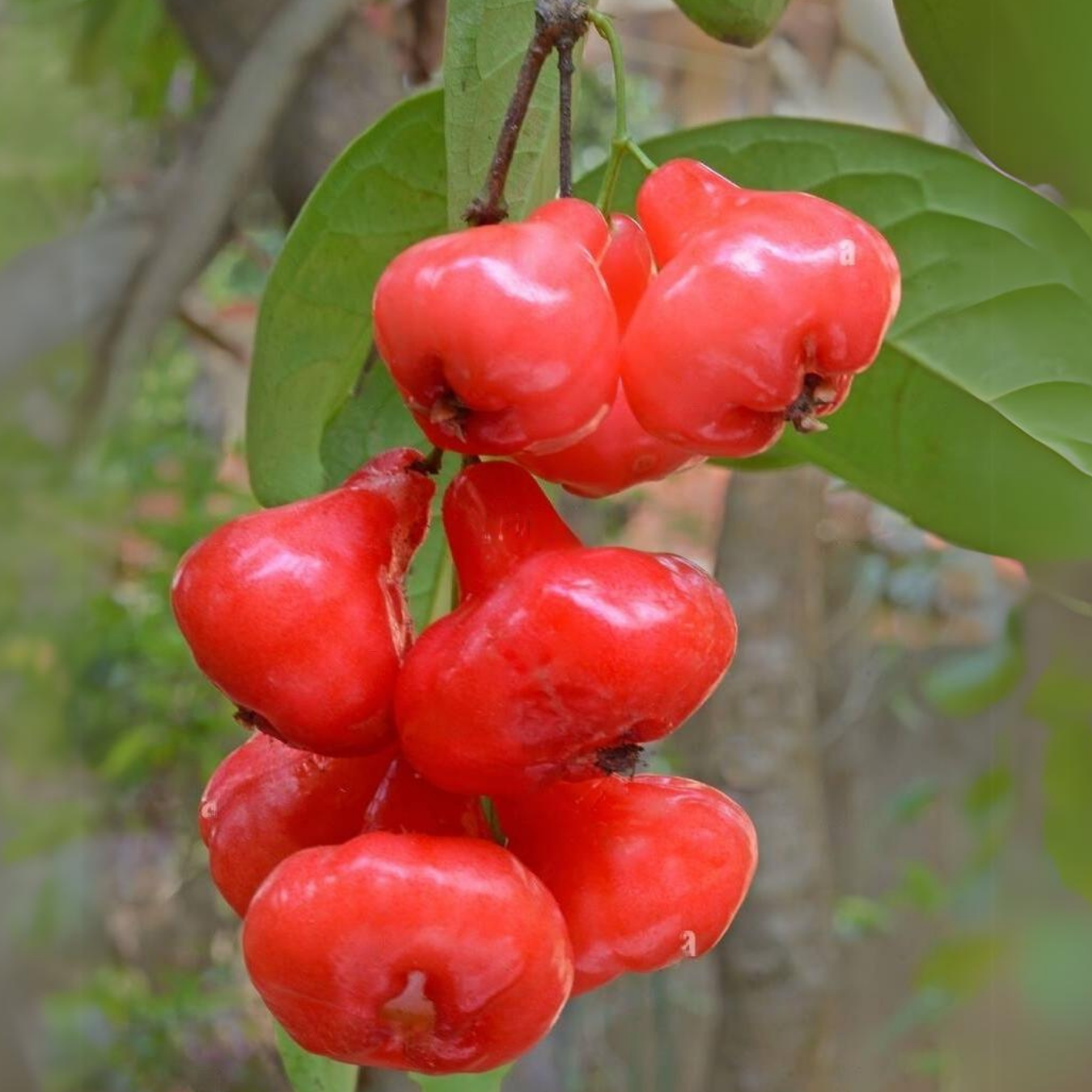 Rose Apple Champa Fruit Plant