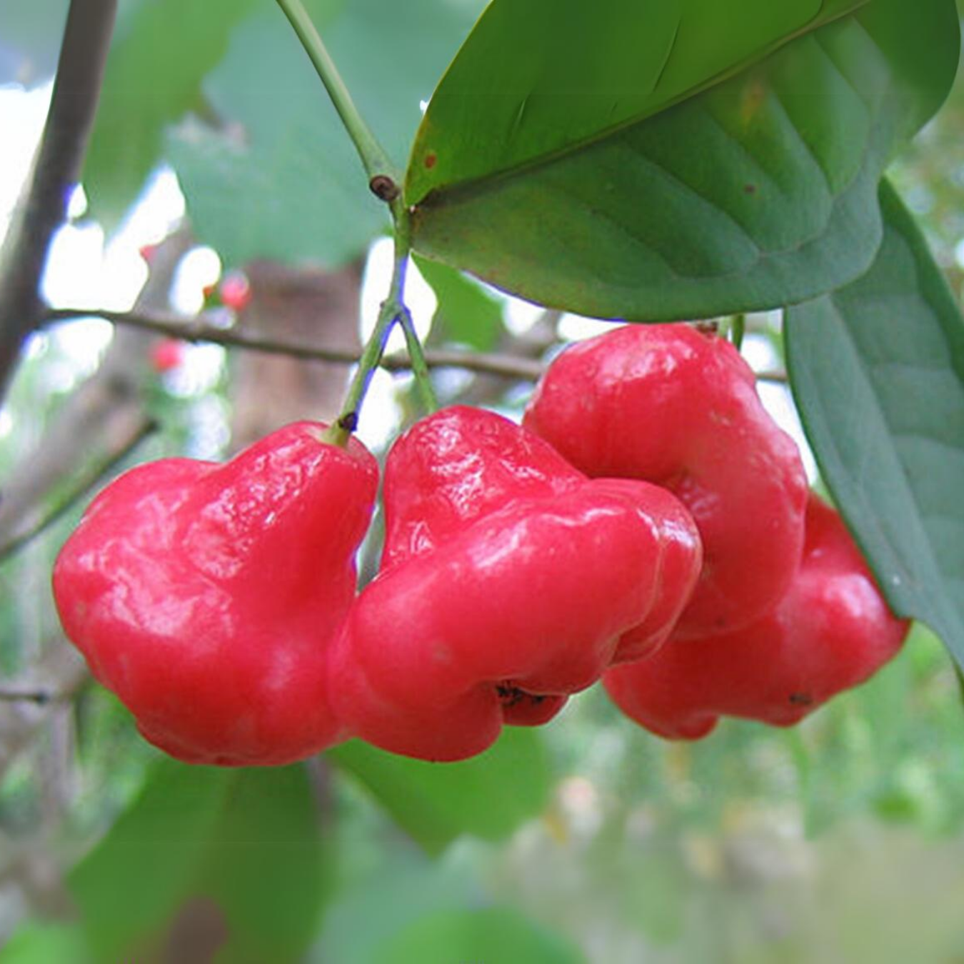 Rose Apple Champa Fruit Plant