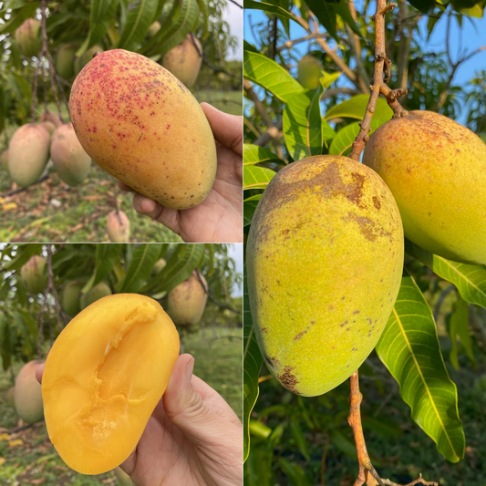Rosigold Mango Fruit Plant